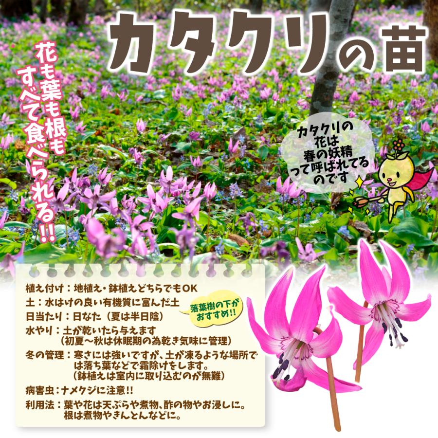 カタクリ 普通球 10球 カタクリの球根 カタクリ球根 低廉 カタクリの種 片栗粉 家庭菜園