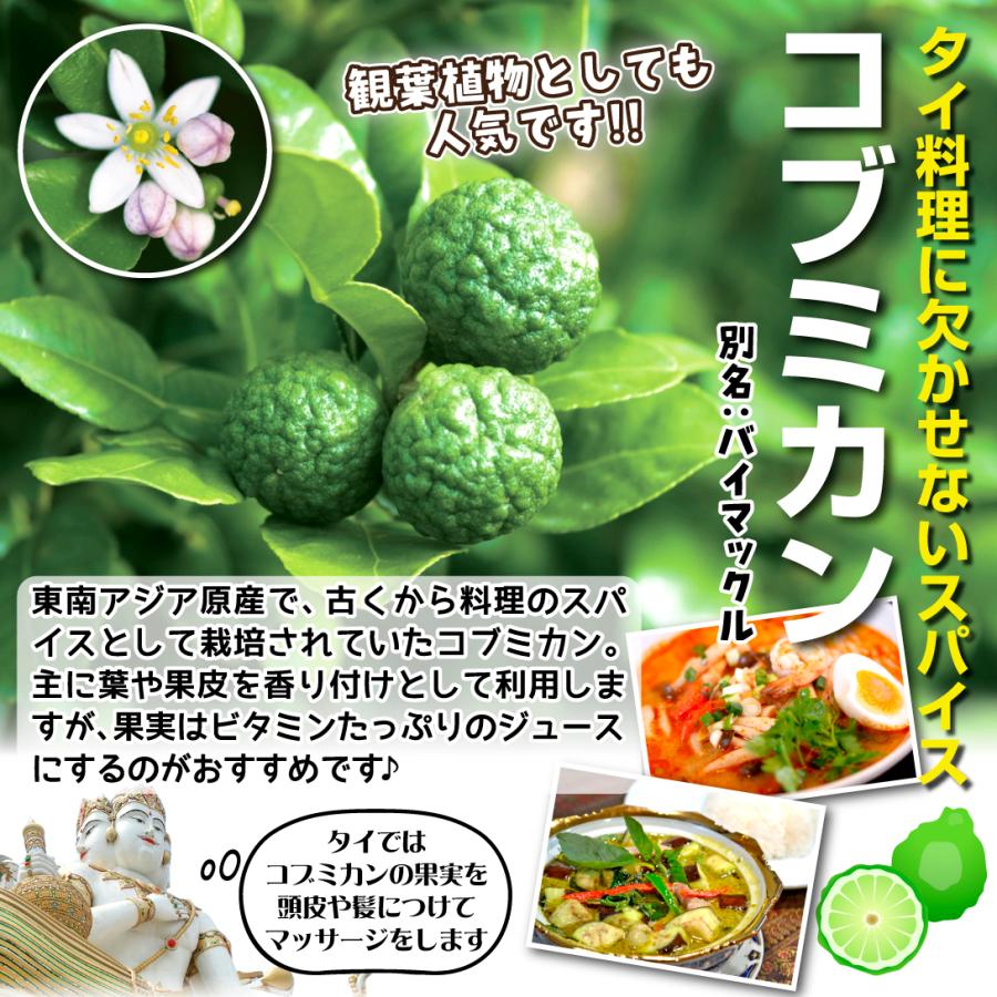 有用植物苗 コブミカン 1株 果樹苗 山菜苗 家庭菜園 バイマックルー 東南アジア タイ マレーシア スパイス n P3 0011 花と緑 国華園 通販 Yahoo ショッピング