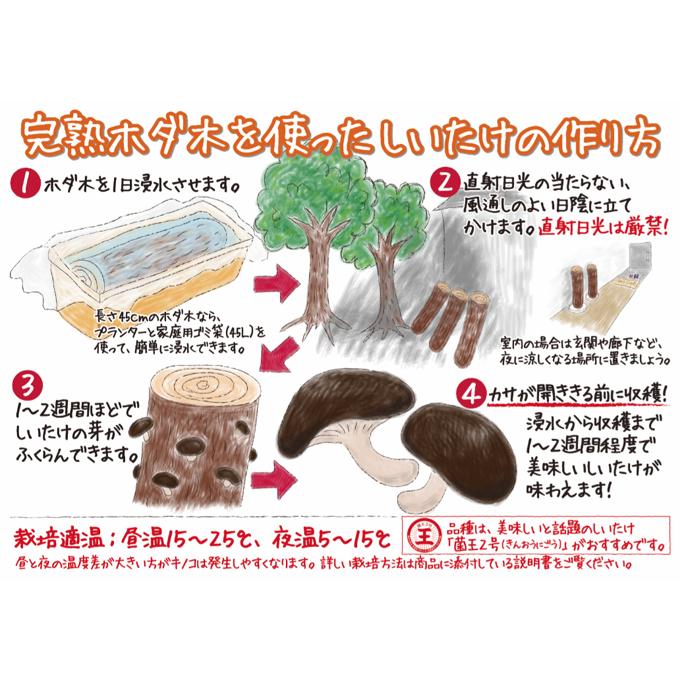 有用植物苗 しいたけ 完熟ホダ木 ホダキングしいたけ 45cm 1本 / 家庭