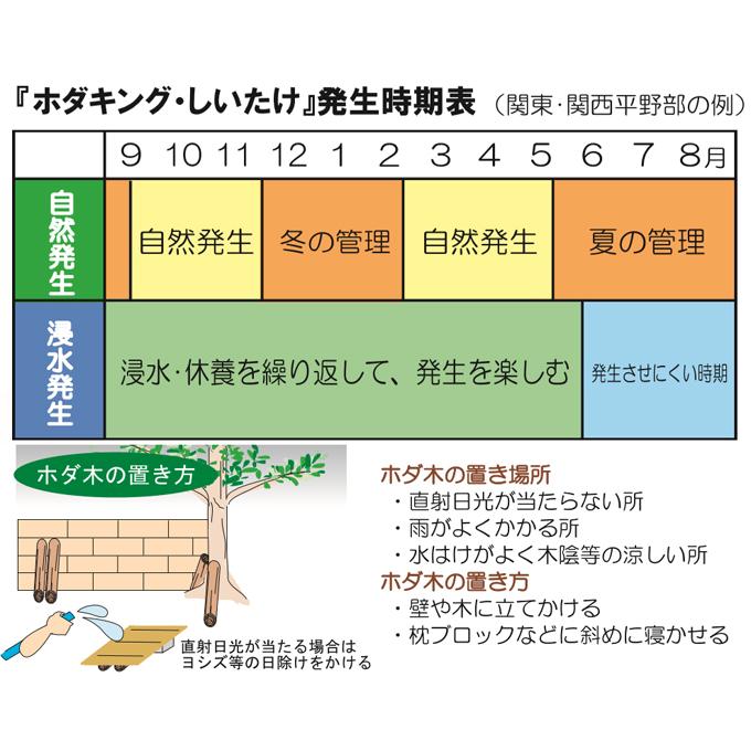 有用植物苗 しいたけ 完熟ホダ木 ホダキングしいたけ 90cm 1本 / 家庭