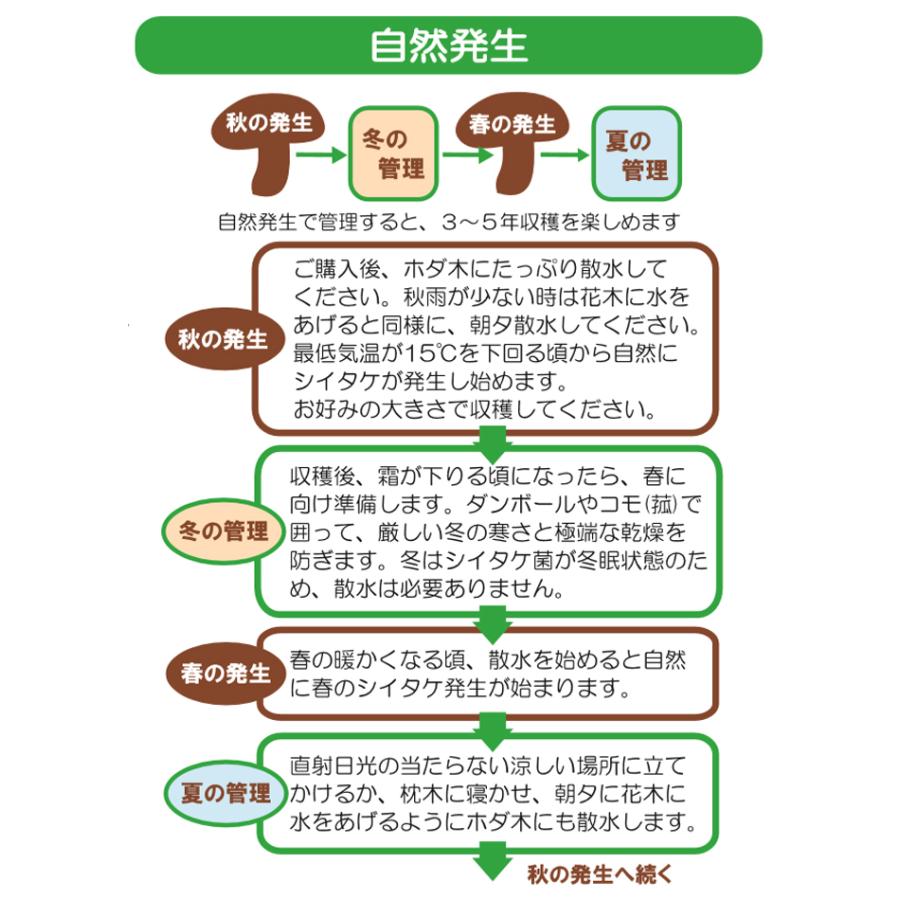 有用植物苗 しいたけ 完熟ホダ木 ホダキングしいたけ 90cm 1本 / 家庭