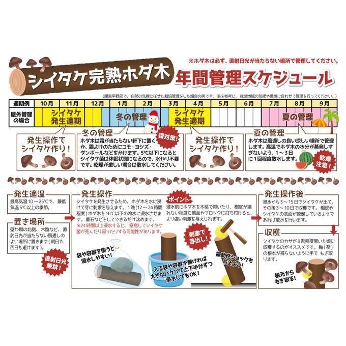 有用植物苗 しいたけ 完熟ホダ木 ホダキングしいたけ 90cm 1本 / 家庭