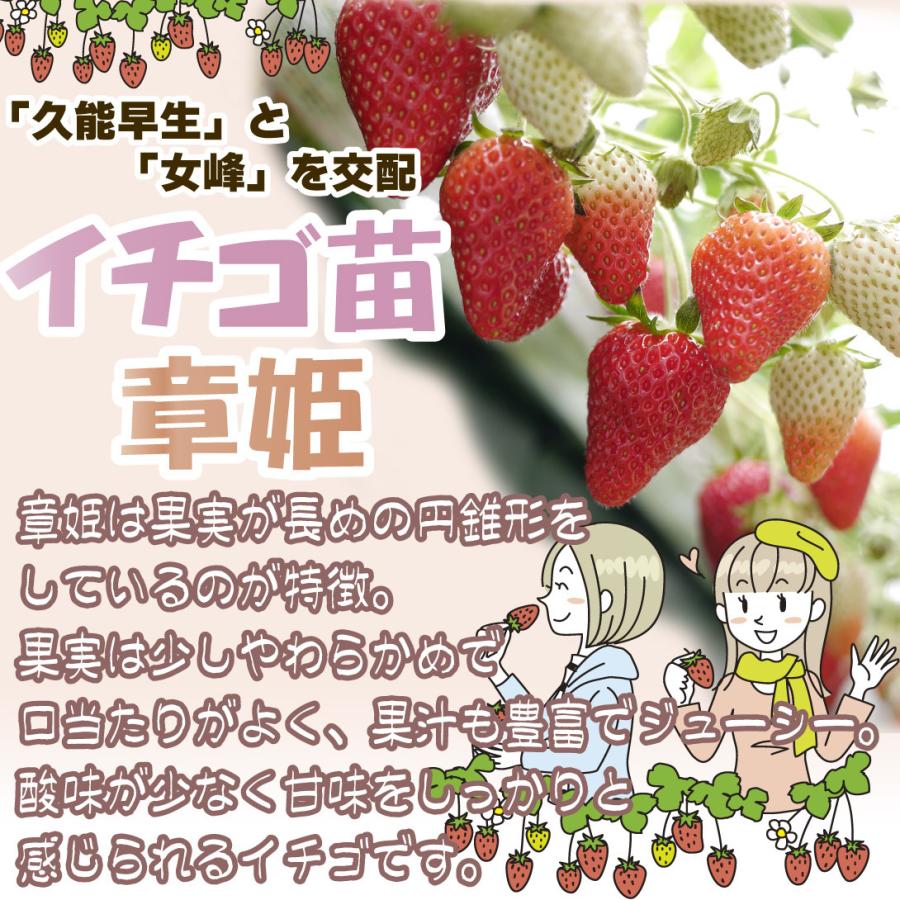 国華園 いちご苗 章姫 5株 / 家庭菜園 イチゴ苗 苺苗 イチゴの苗