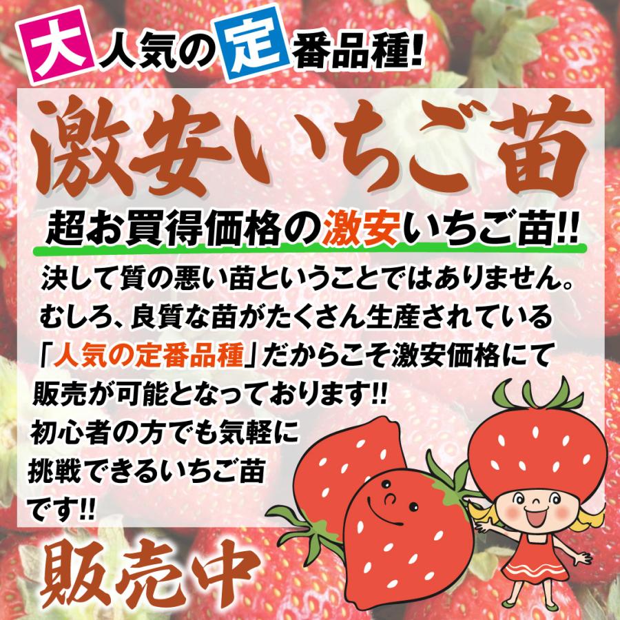 いちご 苗 販売 時期
