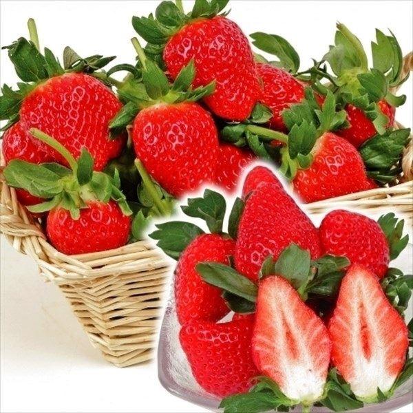 いちご苗 イチゴ苗 苺苗 女峰 5株 家庭菜園 イチゴの苗 いちごの苗 激安 自給自足 美味しい にょほう 安い 病気に強いいちご n P3 0026 花と緑 国華園 通販 Yahoo ショッピング