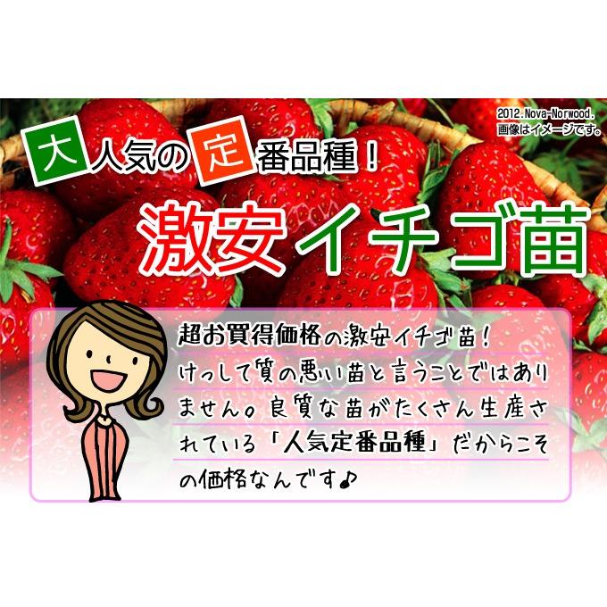 いちご苗 イチゴ苗 苺苗 女峰 5株 家庭菜園 イチゴの苗 いちごの苗 激安 自給自足 美味しい にょほう 安い 病気に強いいちご n P3 0026 花と緑 国華園 通販 Yahoo ショッピング