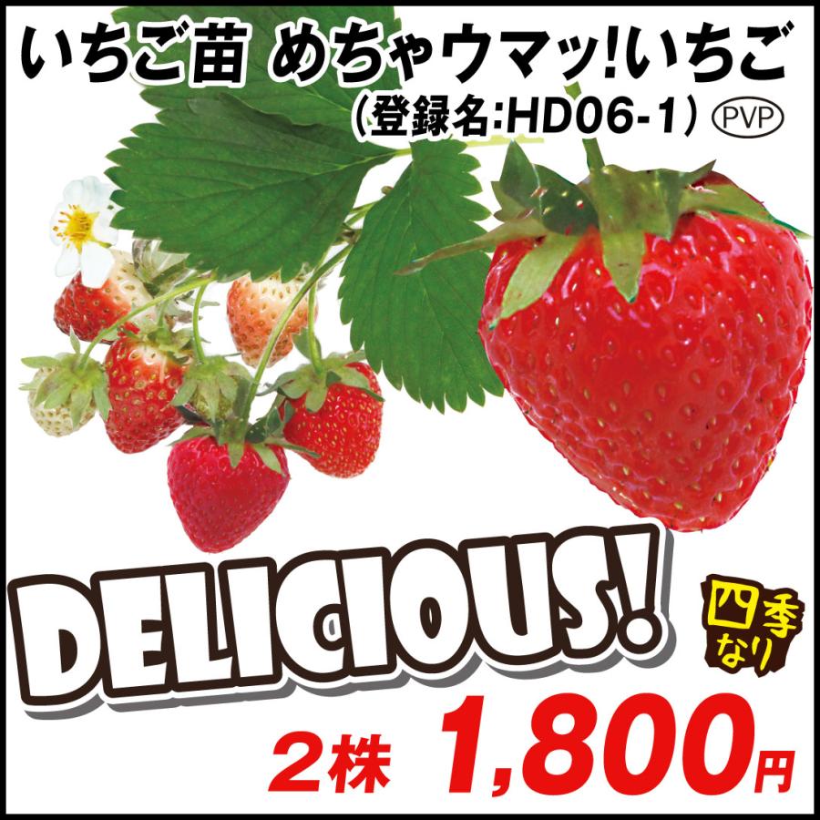 いちご苗 めちゃウマっ！いちごPVP (登録名：HD06-1) 2株