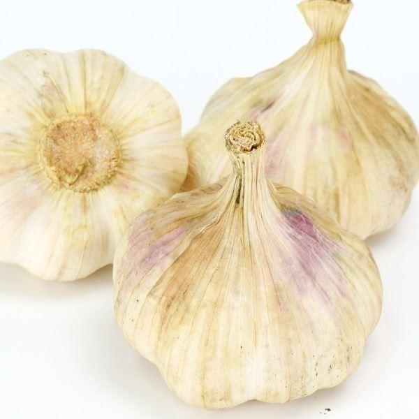 ニンニク にんにく 種球 ヨーロピアンガーリック テラドー 500g にんにくの種 ガーリック 家庭菜園 マイルド 上質 長期保存 ソフトネック 早生 多収 てらどー n P3 0049 花と緑 国華園 通販 Yahoo ショッピング