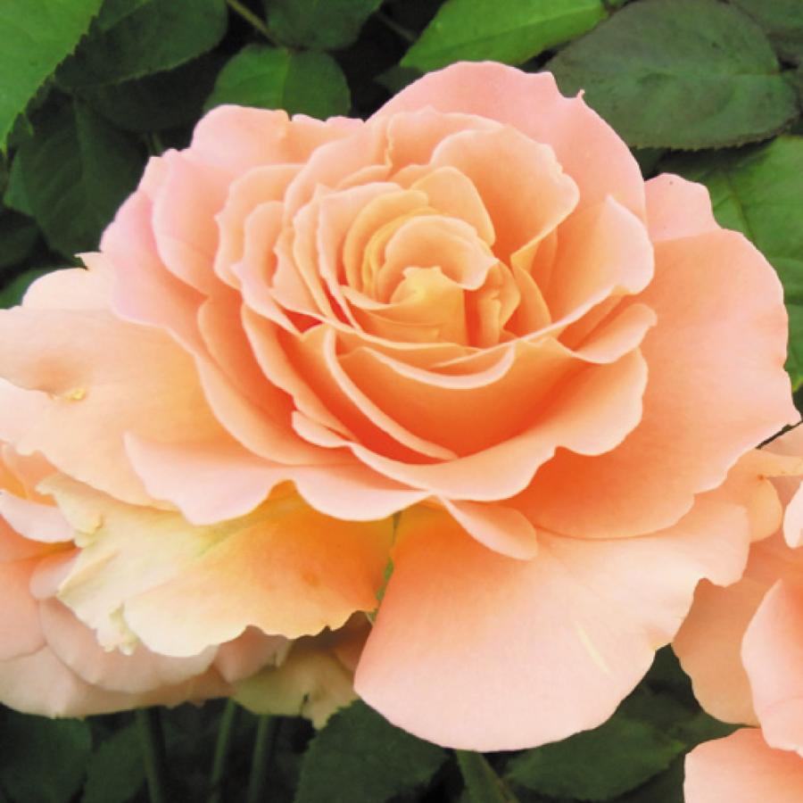 業界no 1 バラ苗 四季咲き大輪系 アウグスタ ルイーゼ 1株 バラの苗木 薔薇