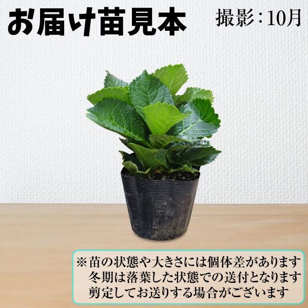 肌触りがいい アジサイ 苗 苗木 霧島の恵pvp 2株 アジサイの木 紫陽花 あじさい アジサイの苗木 庭木 植木 花木苗 Aynaelda Com