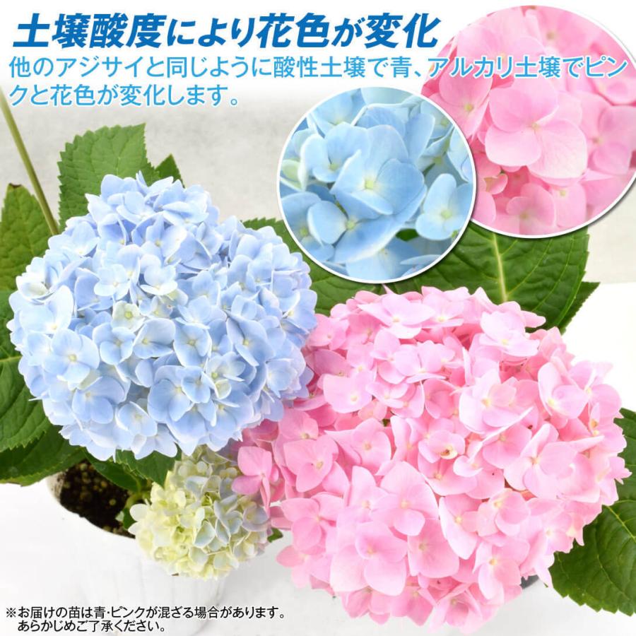 紫陽花２苗 | fpac.com.br