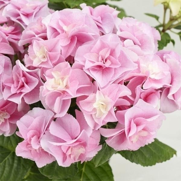 アジサイ 苗 最高の晩餐 1株 苗木 花木苗 n P4 0022 花と緑 国華園 通販 Yahoo ショッピング