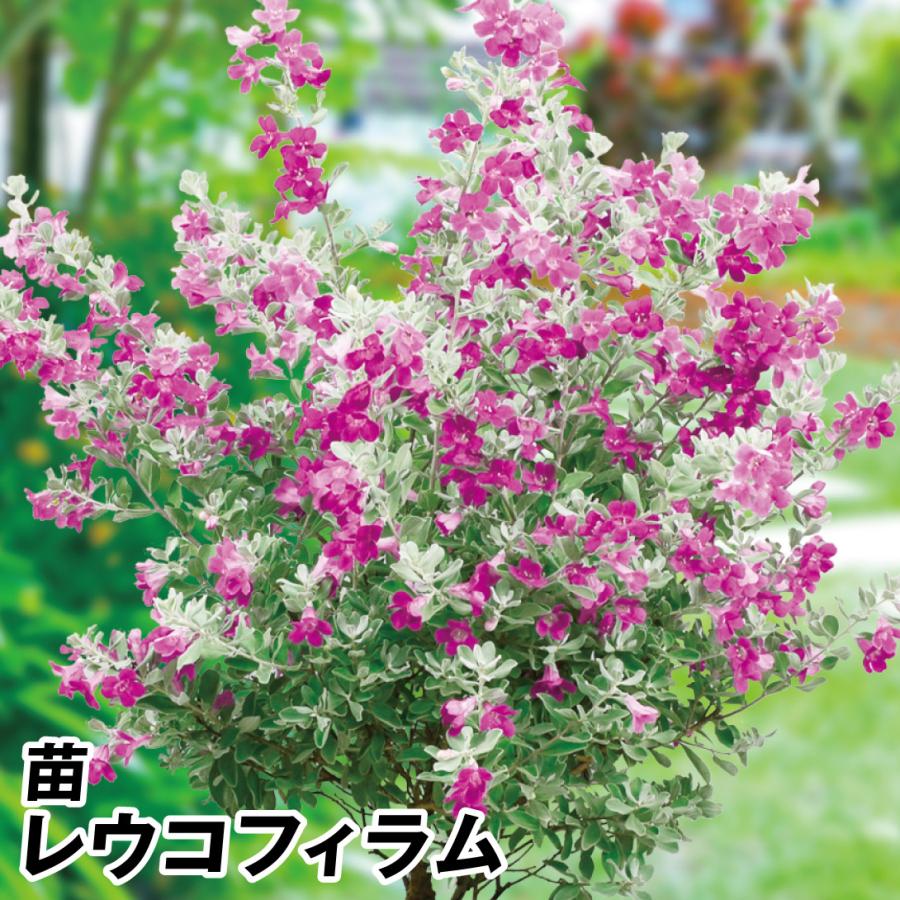 苗 苗木 レウコフィラム 2株 / レウコフィラム苗 レウコフィラムの苗