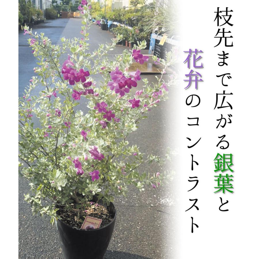レウコフィラム 苗 苗木 2株 レウコフィラムの苗木 庭木 植木 花木苗 n P4 0028 花と緑 国華園 通販 Yahoo ショッピング