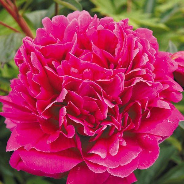 芍薬 苗 カンサス 1株 シャクヤク 芍薬の花 芍薬の苗 ピオニー 庭木 植木 花の苗 花木苗 n P4 0034 花と緑 国華園 通販 Yahoo ショッピング