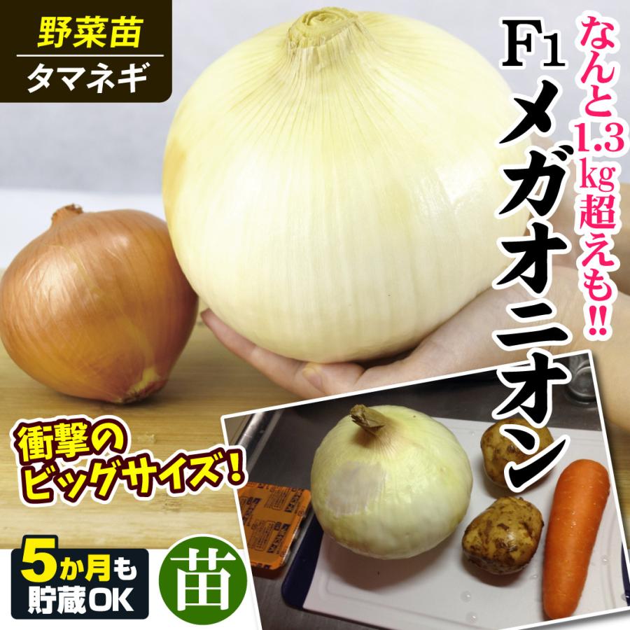 玉ねぎ苗【中生品種、O・K黄1000本】【野菜苗】 pp-201810-p5-0009.jpg