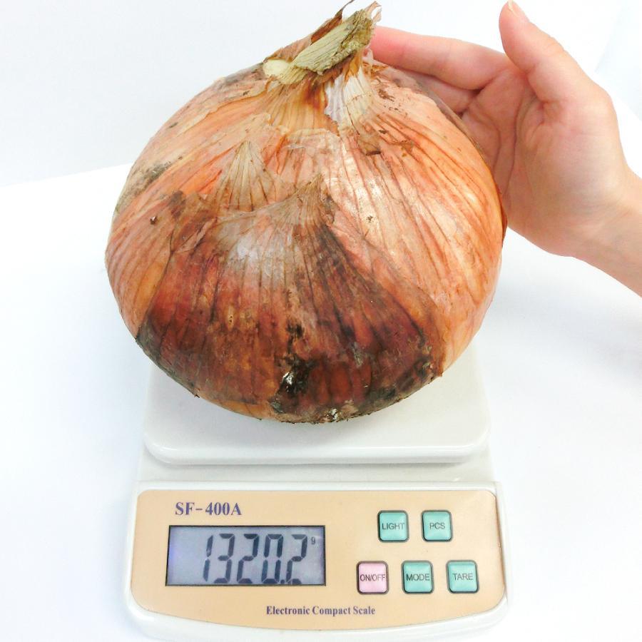 玉ねぎ苗（中晩生）大玉 F1メガオニオン 500本 貯蔵系 たまねぎ 玉葱