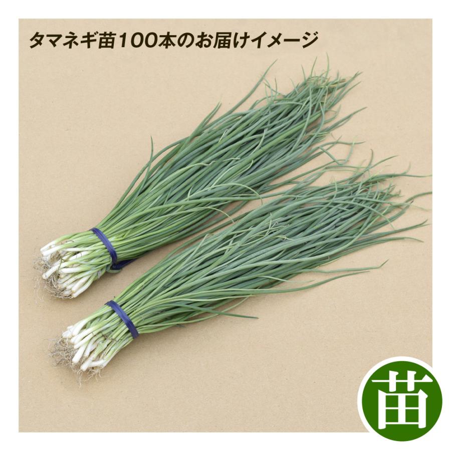 送料関税無料 玉ねぎ苗 Pvp 100本 F1緋蔵っ子赤玉葱 中晩生 葉菜