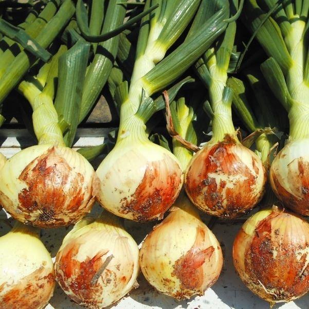 玉ねぎ苗 早生いちばん玉葱 0本 n P5 0010 花と緑 国華園 通販 Yahoo ショッピング