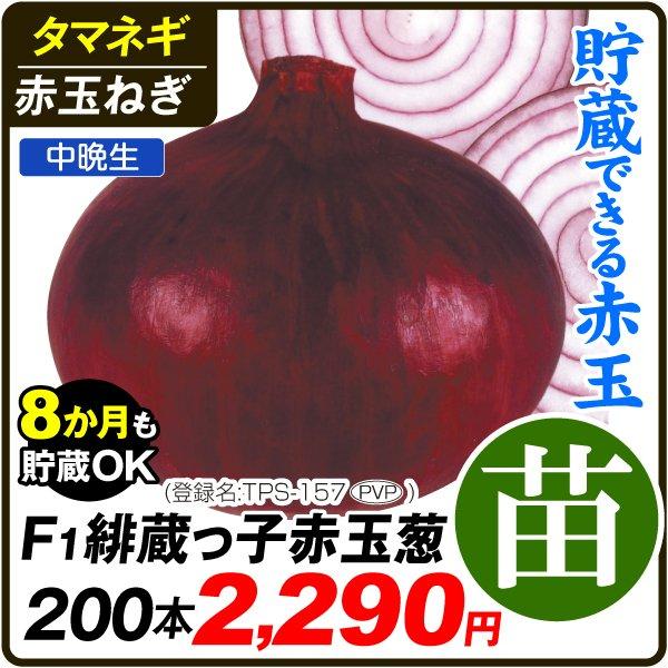 玉ねぎ苗 中晩生 F1緋蔵っ子赤玉葱 Pvp 0本 たまねぎ 玉葱