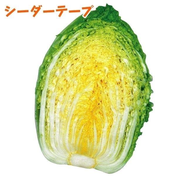 ニンジン 人参 にんじん タネ シーダーテープ 新黒田五寸人参 1袋 10m 種 野菜たね 高級な ニンジン 種 たね シーダーテープ 祝紅金時 1袋(10m) 人参 野菜たね YTC23