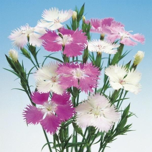 ナデシコ 種 カワラナデシコ 初恋 1袋 60mg ナデシコの種 ナデシコの花 撫子 ヤマトナデシコ 大和撫子 花たね 花の種 種子 タネ 国華園 n P7 0008 花と緑 国華園 通販 Yahoo ショッピング