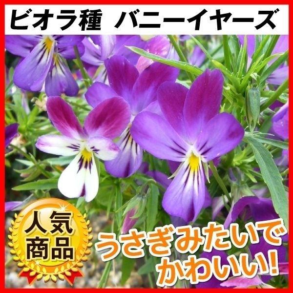 種 花たね ビオラ バニーイヤーズ 1袋 25粒 Centrodenutricao Com
