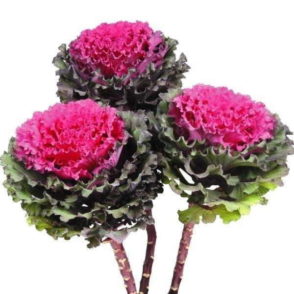 21年レディースファッション福袋特集 葉牡丹 種 F1ファーストレディー 石井育種場育成品種 1袋 15粒 葉牡丹の種 葉牡丹の花 ハボタン 花たね 花の種 種子 タネ 国華園