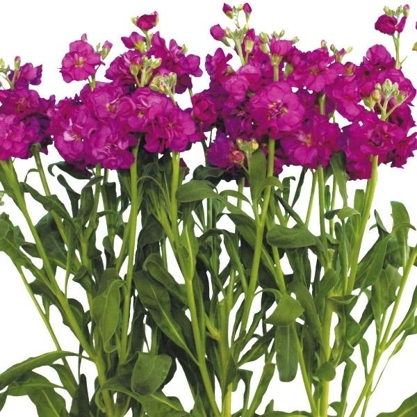 スプレーストック 種 シャンテ グレープ Pvp 1袋 50粒 ストックの種 ストックの花 アラセイトウ スプレイストック 花たね 花の種 種子 タネ 国華園 n P7 0038 花と緑 国華園 通販 Yahoo ショッピング