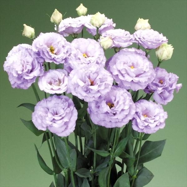 トルコキキョウ 種 F1ディーン 1袋 25粒 トルコキキョウの種 トルコキキョウの花 ユーストマ 花たね 花の種 種子 タネ 国華園 n P7 0052 花と緑 国華園 通販 Yahoo ショッピング