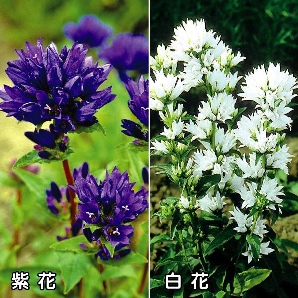種 花たね 多年草 日本未発売 激安 激安特価 送料無料 ヤツシロソウセット 2種2袋