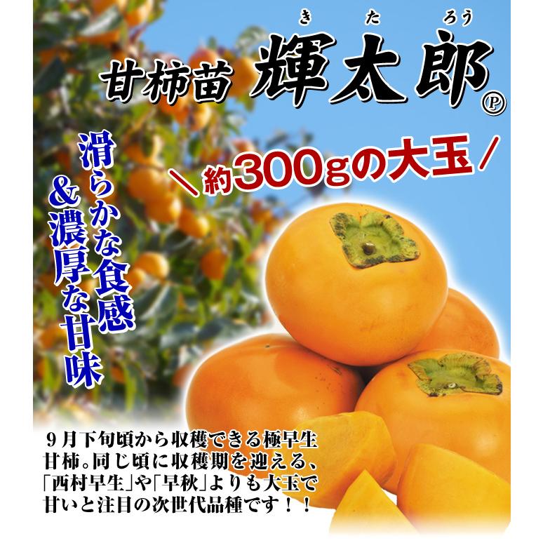 柿 苗木 カキ 甘柿 輝太郎pvp プレミアム苗 1株 きたろう 甘ガキ 苗 柿の木 果樹苗 国華園 n P8 0014 花と緑 国華園 通販 Yahoo ショッピング