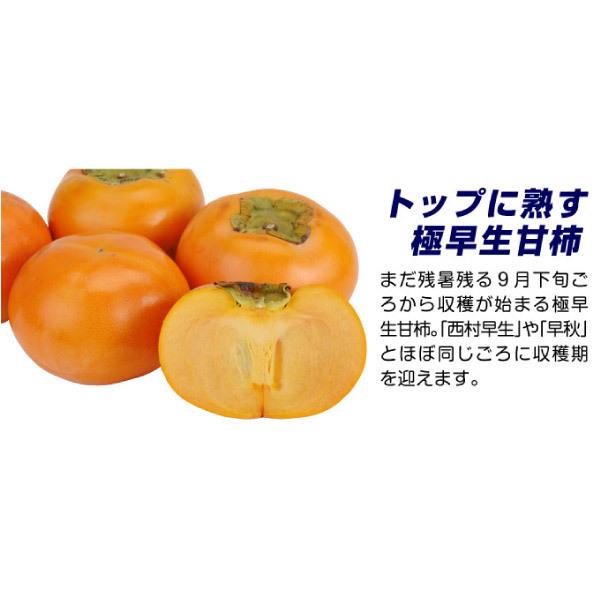 柿 苗木 カキ 甘柿 輝太郎pvp プレミアム苗 1株 きたろう 甘ガキ 苗 柿の木 果樹苗 国華園 n P8 0014 花と緑 国華園 通販 Yahoo ショッピング