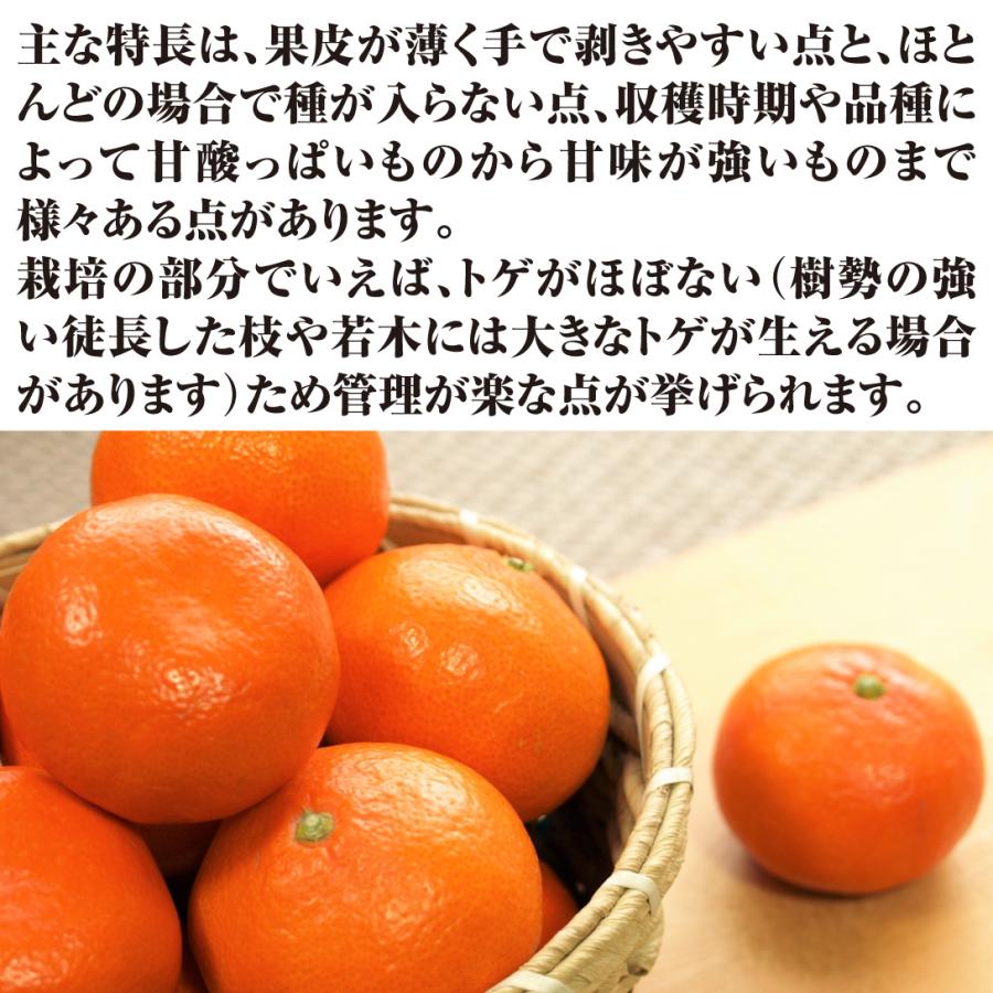 国華園 カンキツ苗 温州みかん 山下紅早生 1株 接木1年生根巻苗 常緑