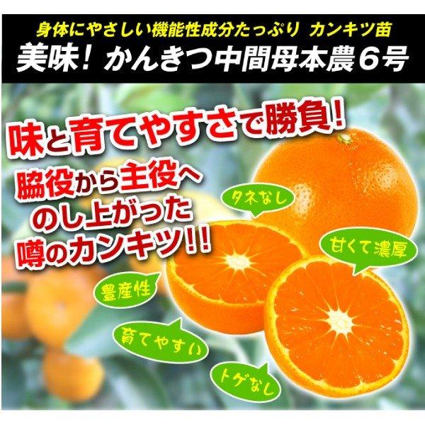 かんきつ中間母本農6号PVP 1株 カンキツ 果樹苗 国華園 : 花と緑 国