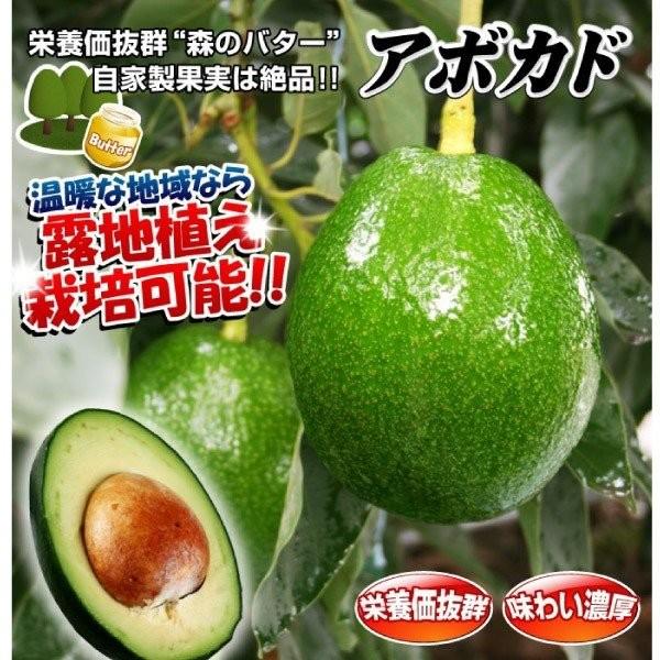 アボカド 苗木 メキシコーラグランデ 1株 苗 アボカドの木 アボガド露地植え 耐寒性 果樹苗 国華園 n P8 0058 花と緑 国華園 通販 Yahoo ショッピング