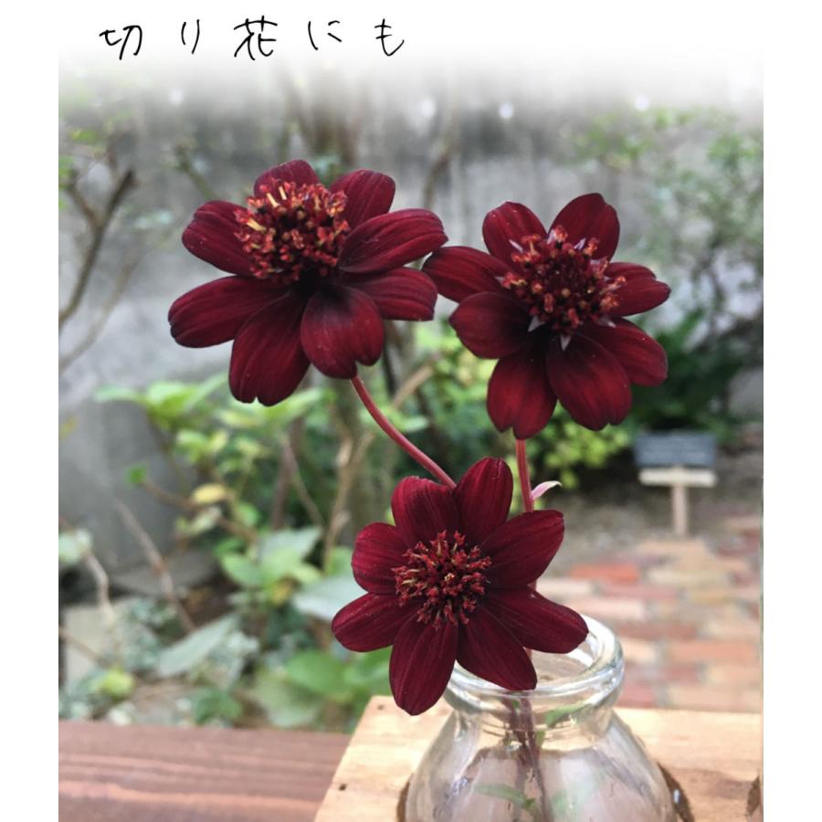 花苗 チョコレートコスモス チョカモカPVP 2株 / 花の苗 チョコレート