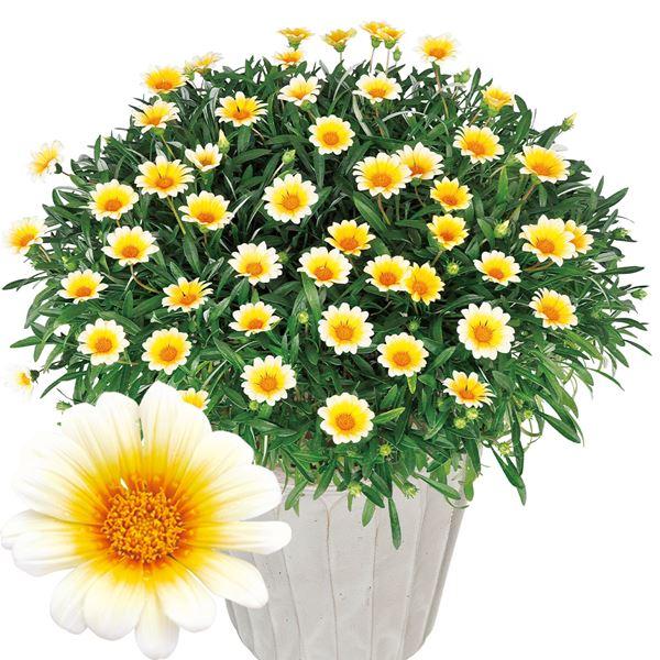 花苗 ガザニア ビースト カナリアスマイルpvp 2株 21 10p 2 0007 花と緑 国華園 通販 Yahoo ショッピング