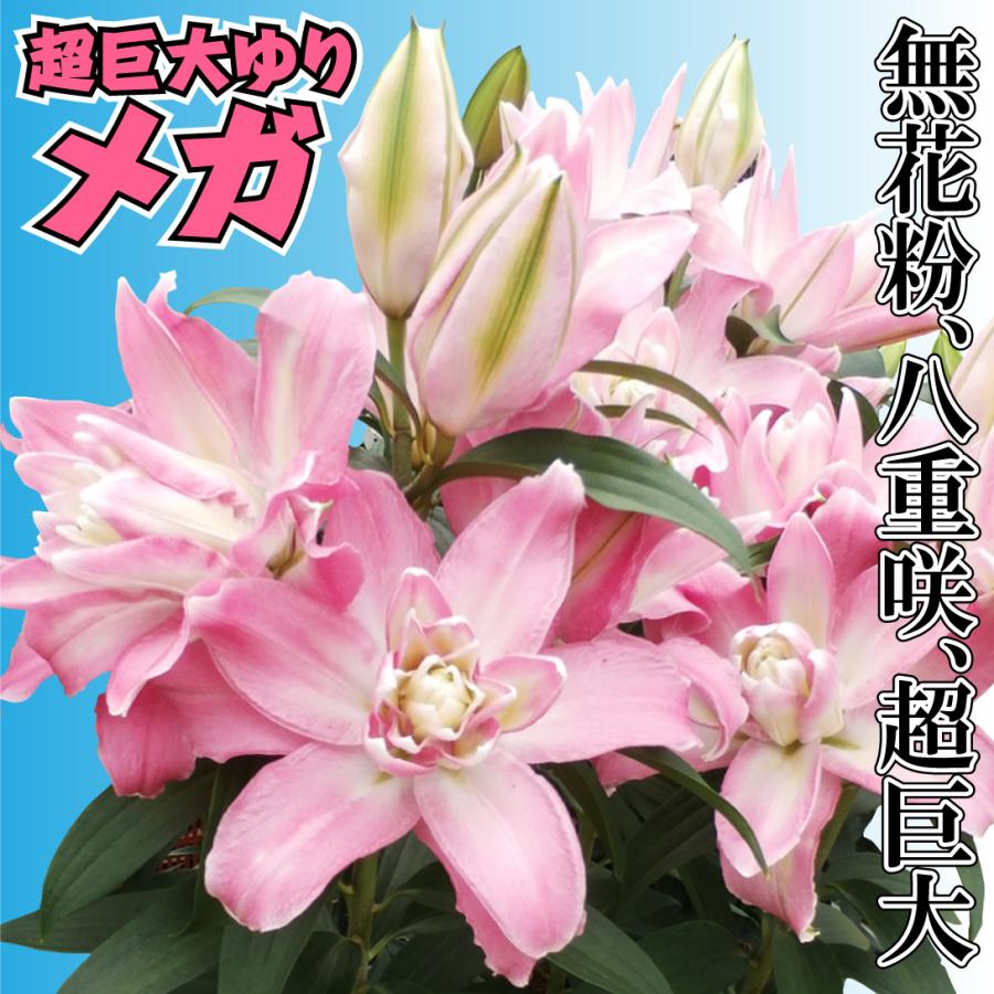 花ユリ 球根 八重咲花ユリ メガ 2球 オリエンタルリリーの球根 