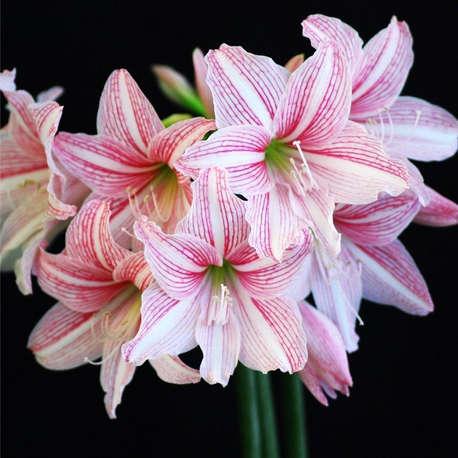 Web限定カラー アマリリス 球根 レティキュラータム 黄筋アマリリス 1球 春植え球根 アマリリスの球根 国華園 Wantannas Go Id