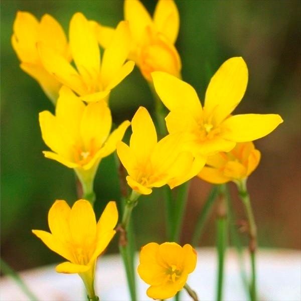 ゼフィランサス 球根 シトリナ 20球 ゼフィランサスの球根 春植え球根（Yahoo!・花と緑 国華園）