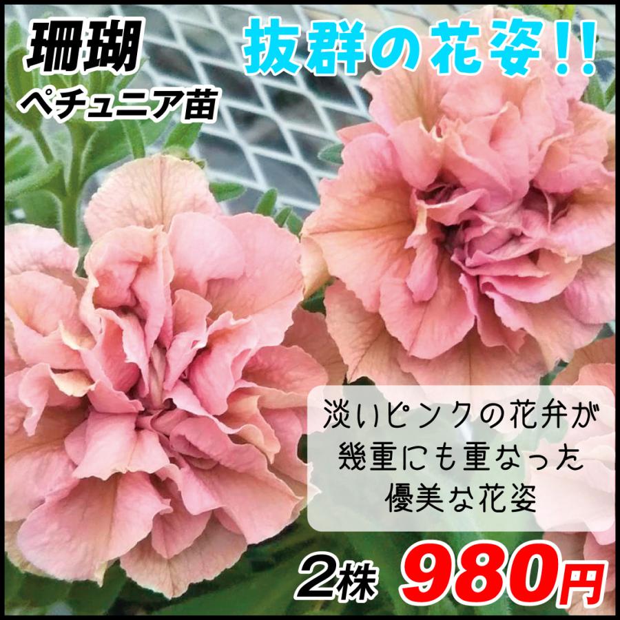 八重咲ペチュニア 苗 珊瑚 2株 花苗 ペチュニアの苗 21 3p2 0002 花と緑 国華園 通販 Yahoo ショッピング