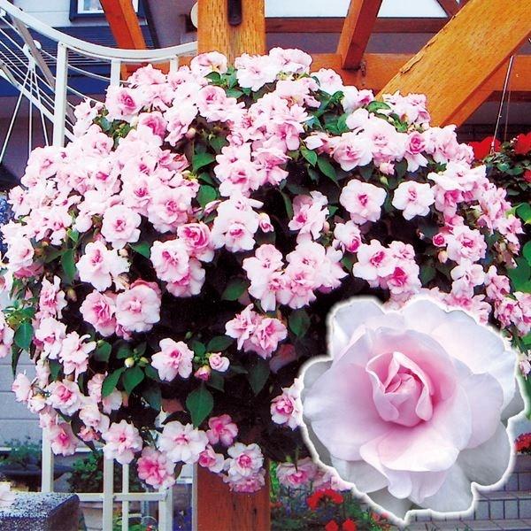 花苗 ダブルインパチェンス フィエスタTM アップルブロッサムPVP 2株（Yahoo!・花と緑 国華園）