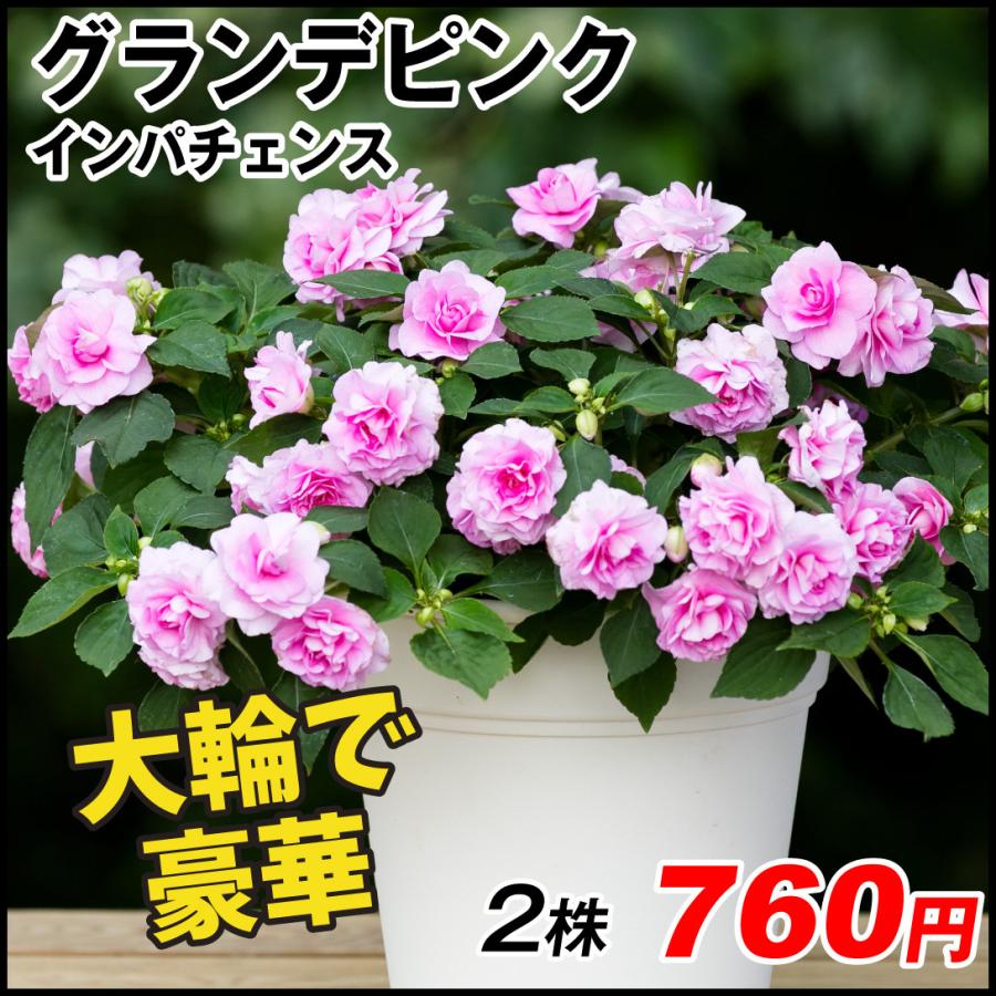 インパチェンス 苗 ダブルインパチェンス フィエスタtm グランデピンクpvp 2株 花苗 インパチェンスの苗 21 3p2 00 花と緑 国華園 通販 Yahoo ショッピング