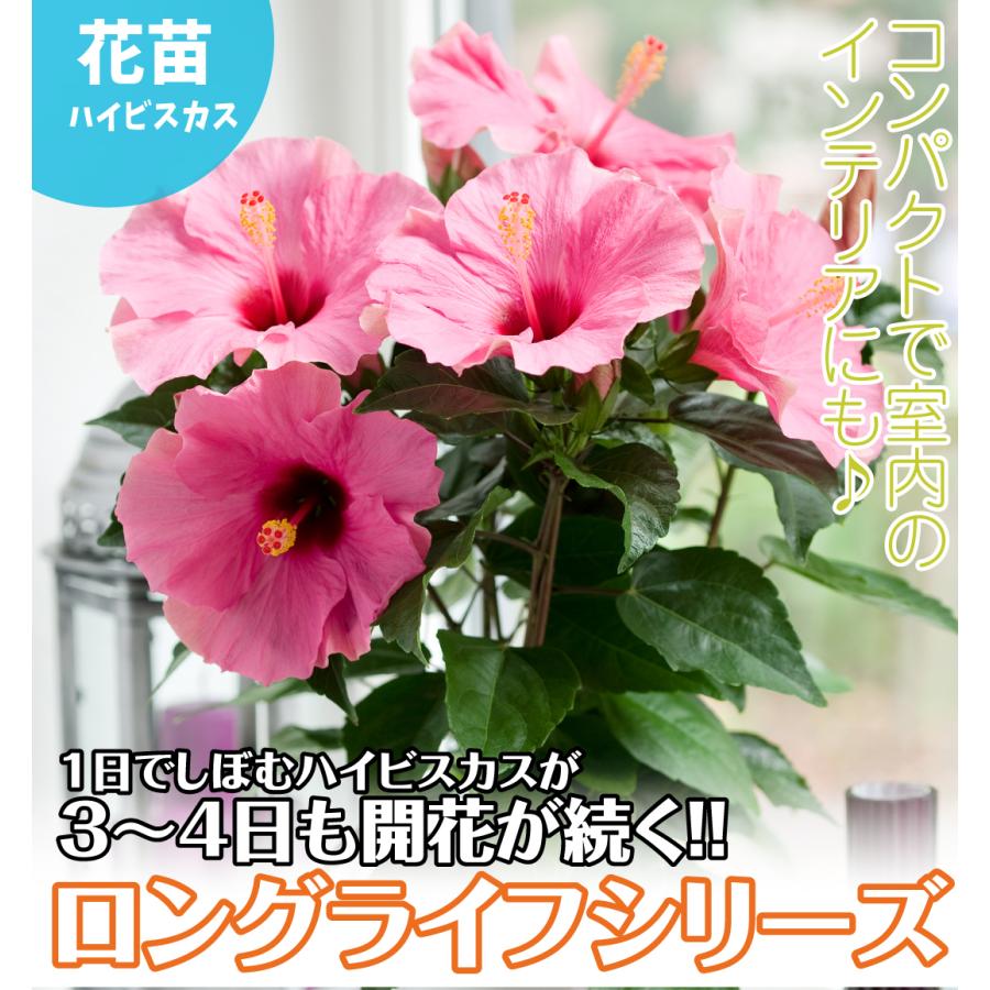 本店は ハイビスカス 苗 ロングライフ アドニスpvp 2株 花苗 常緑低木 花木苗 7月発送 Microsoftwaypoint Com