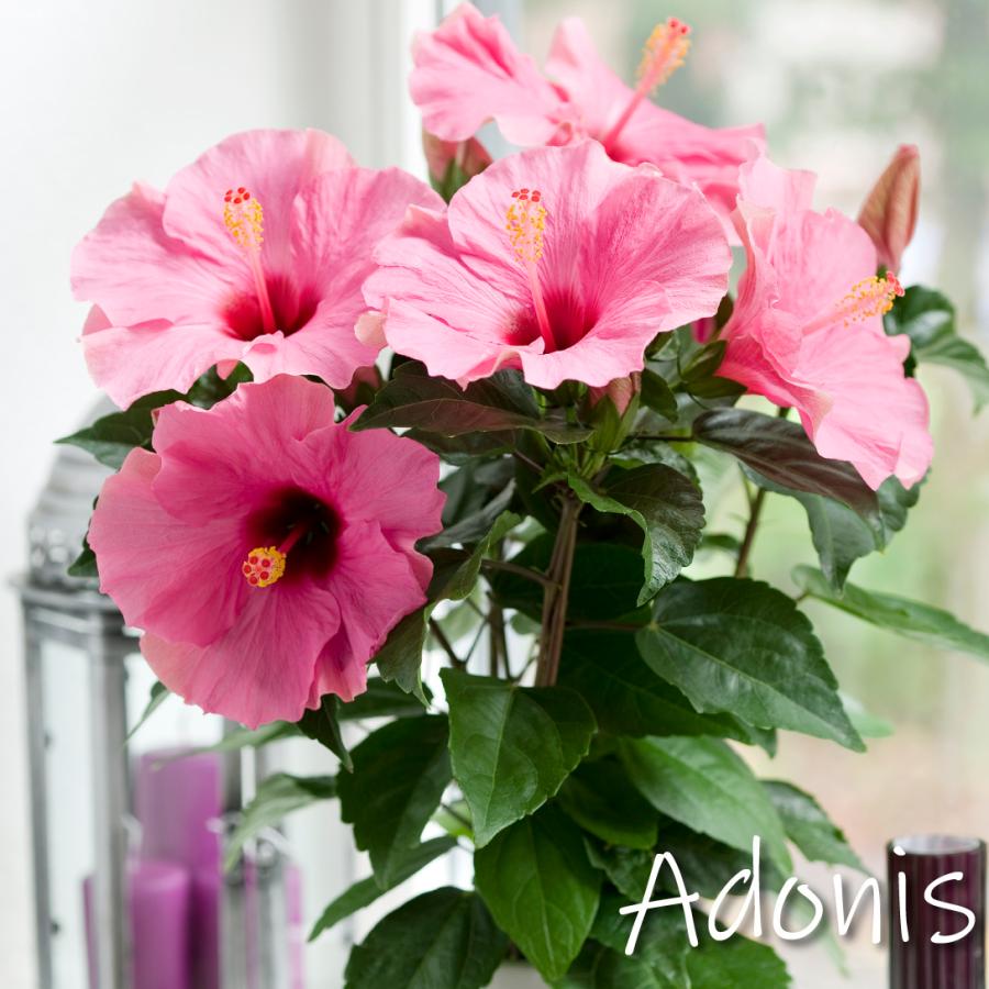 花＊花　レディース GX 2枚 花苗 ハイビスカス アドニスPVP 2株 爆買 : 花と緑 国華園 - 通販