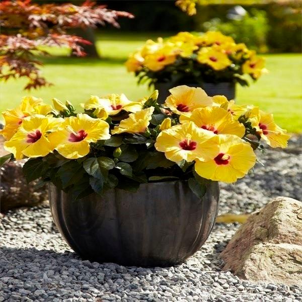 ハイビスカス 苗 ロングライフ アドニスイエローpvp 2株 花苗 常緑低木 花木苗 6月