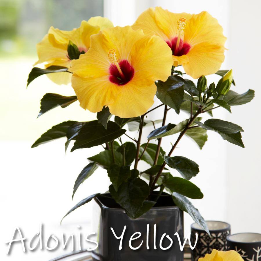 ハイビスカス大苗　希少　レッド　イエロー ハイビスカス大苗 希少 レッド イエロー