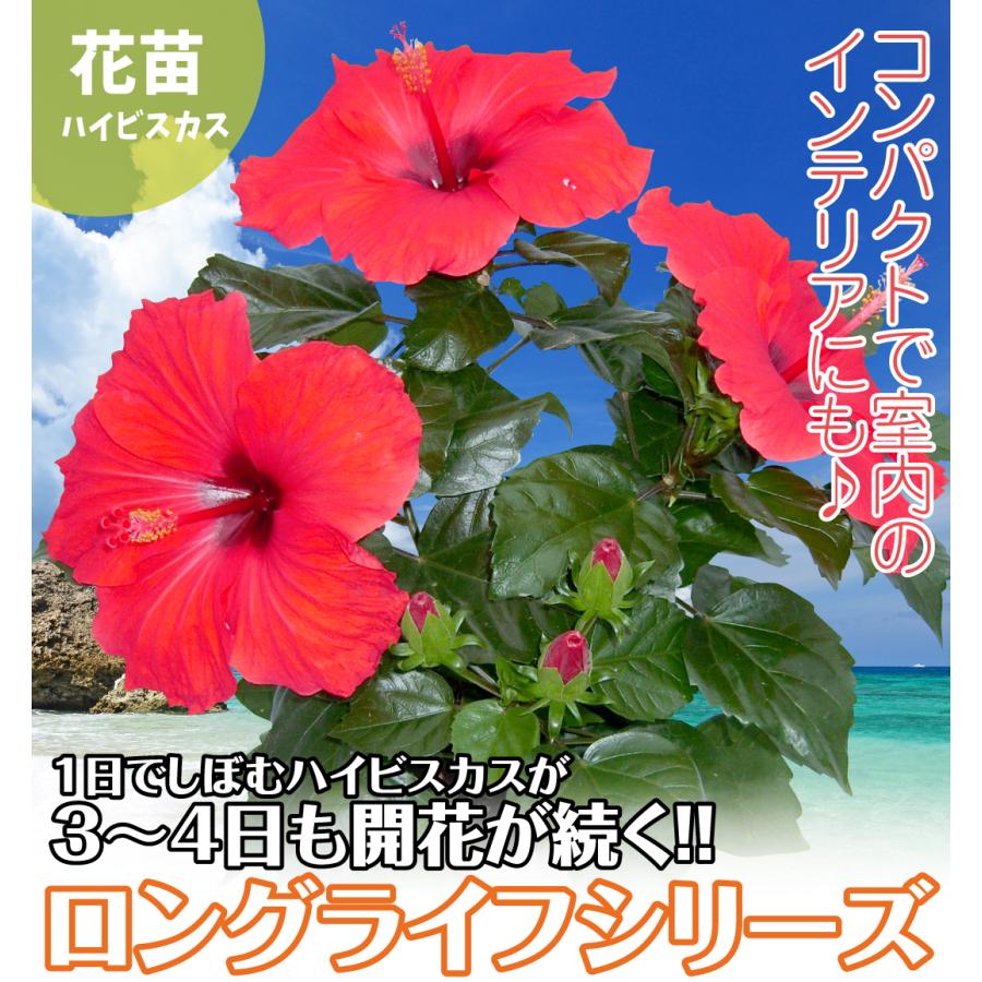 最新人気 ハイビスカス 苗 ロングライフ アリオン 2株 花苗 常緑低木 花木苗 6月発送 Arizonavmlc Org