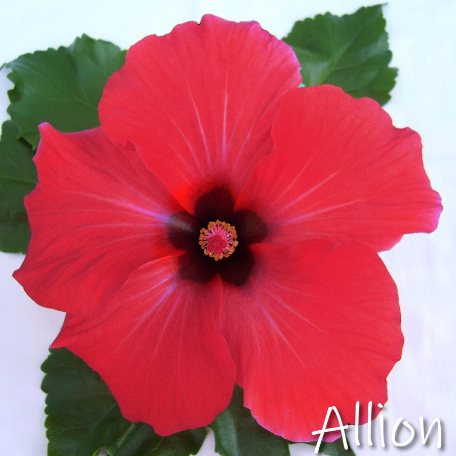 最新人気 ハイビスカス 苗 ロングライフ アリオン 2株 花苗 常緑低木 花木苗 6月発送 Arizonavmlc Org